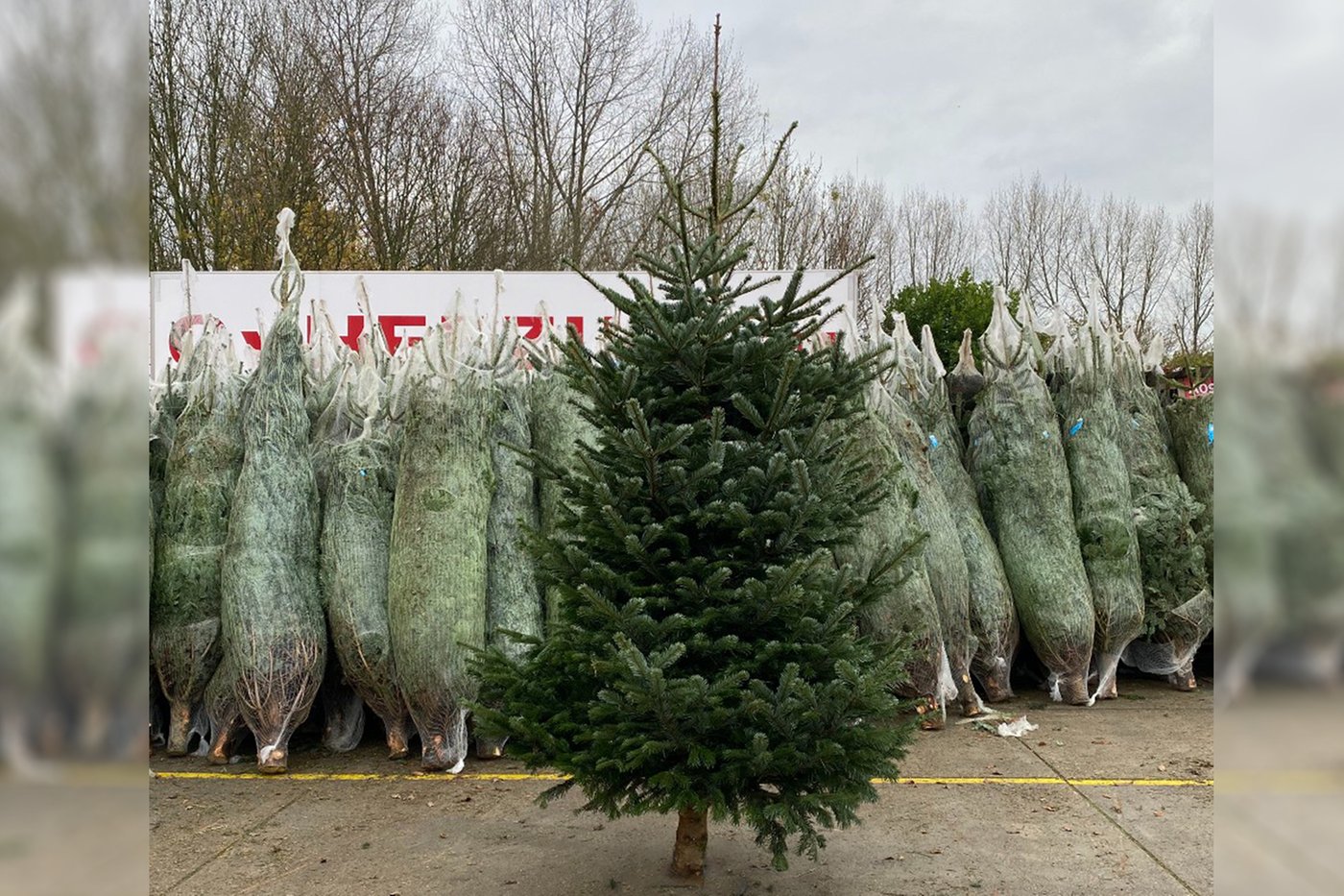 Kerstboom Spar 350 375 cm Gezaagd