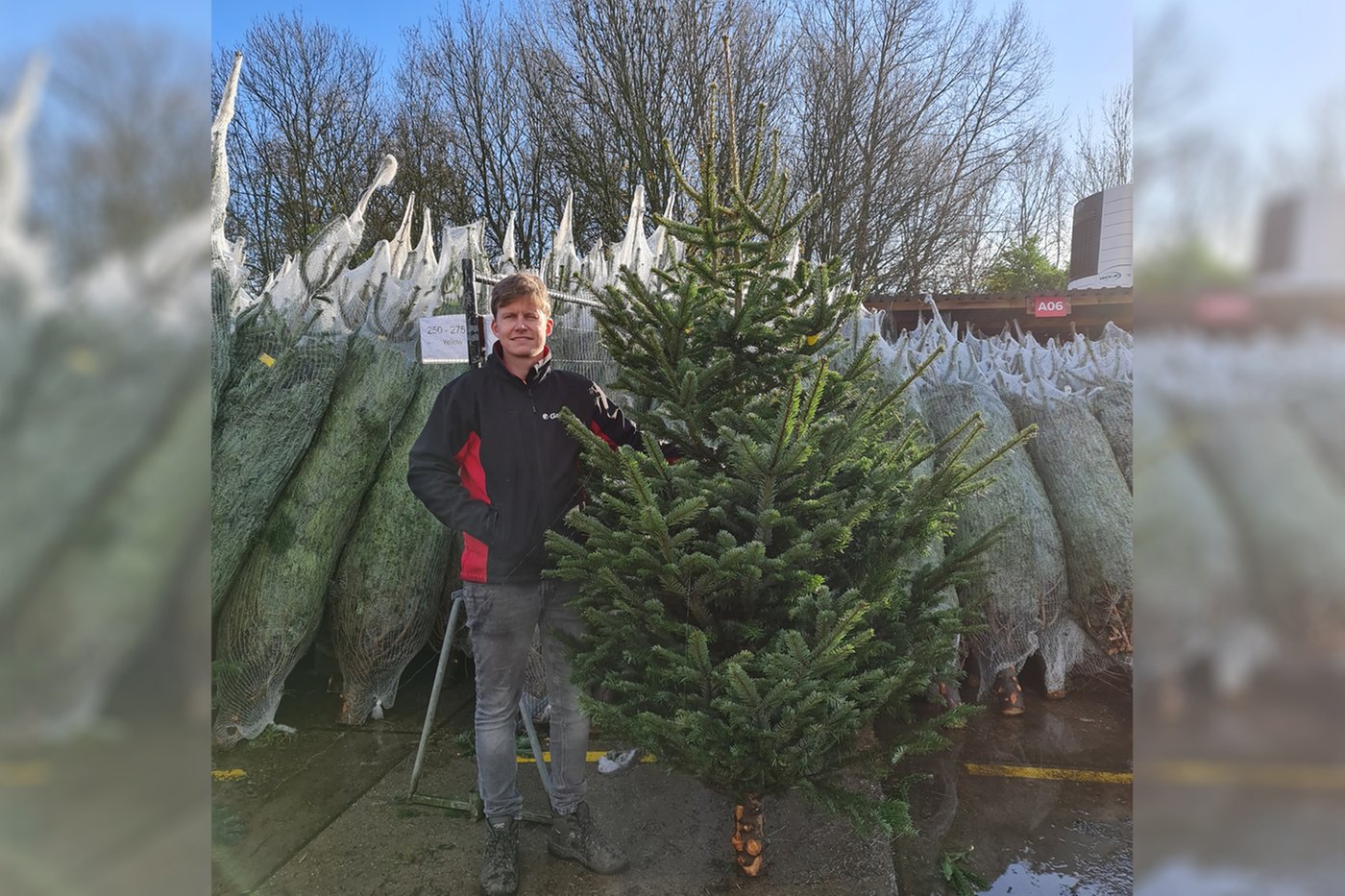 Volgen vis Geest Echte Kerstboom Nordmann Spar A-Kwaliteit 225 - 250 cm gezaagd