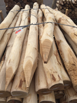model_robinia_ronde_palen