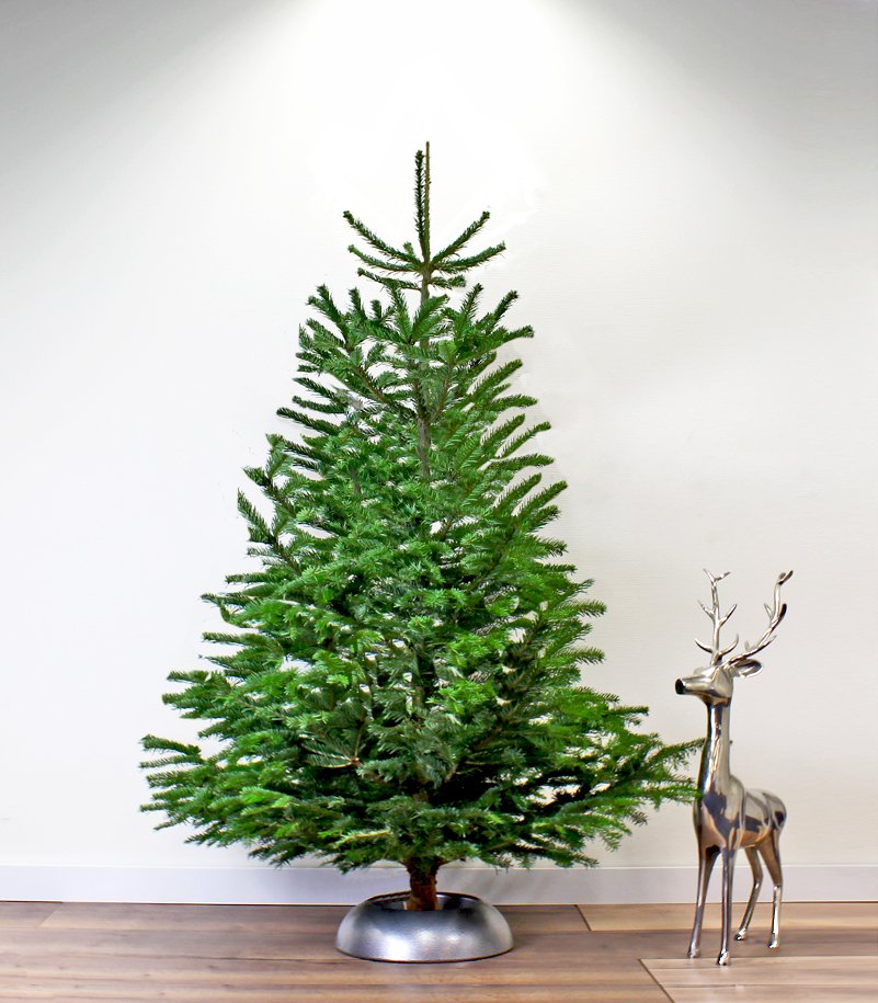 Correct Goneryl Ritueel Echte Kerstboom Nordmann Spar A-Kwaliteit 250 - 275 cm Gezaagd