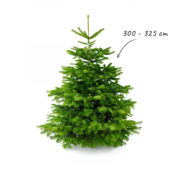 Echte Kerstboom Spar A-Kwaliteit - 325 cm