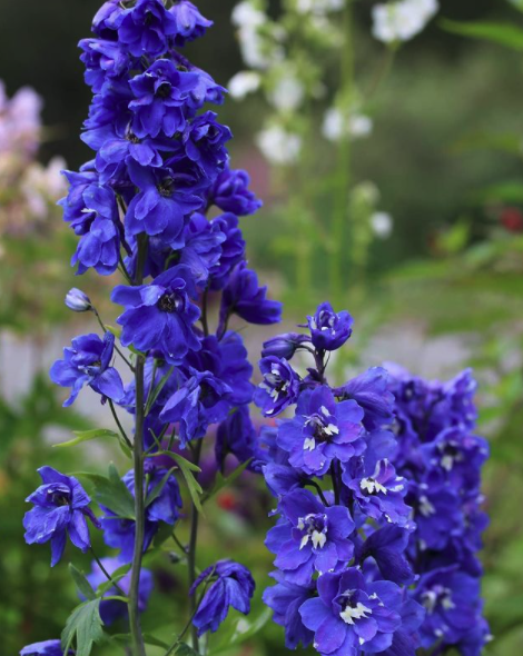 ridderspoor_delphinium_blue_bird_bloemen_1