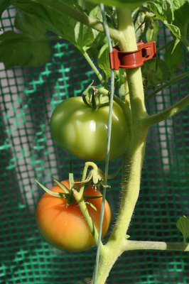 royal_well_planten_clips_tomato_clips