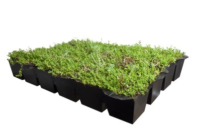 sedum_dak_groene_dakbedekking