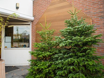 volle_kerstbomen_nordmann_echte_kerstboom_kopen